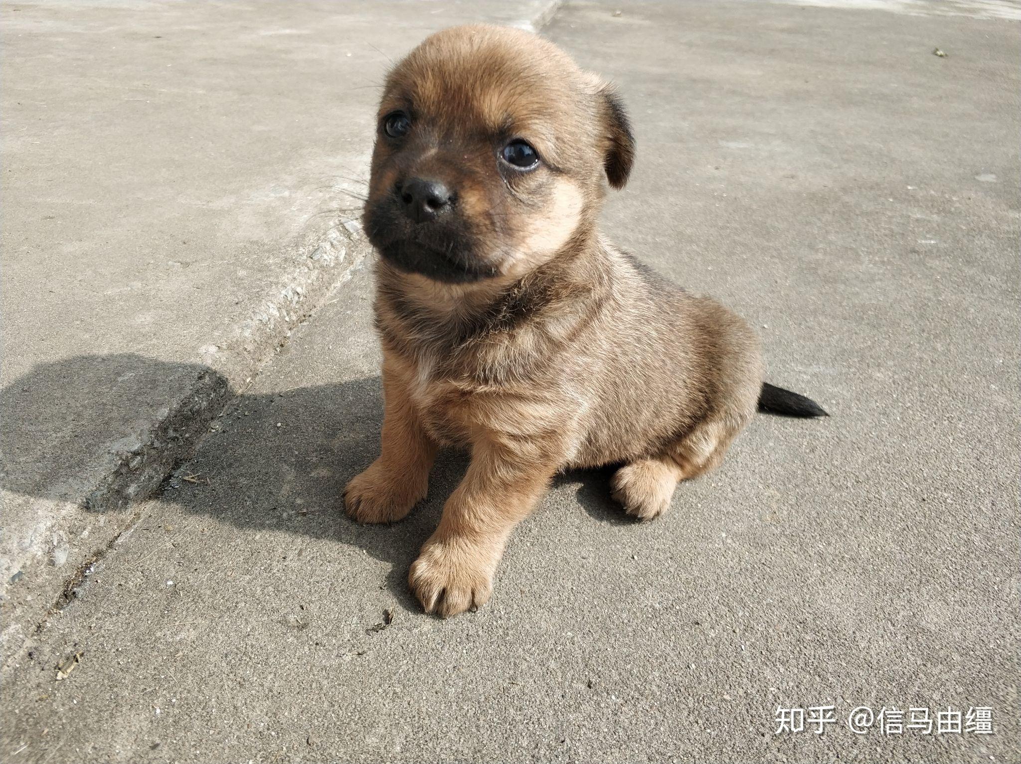 中华田园犬幼崽的特征图片