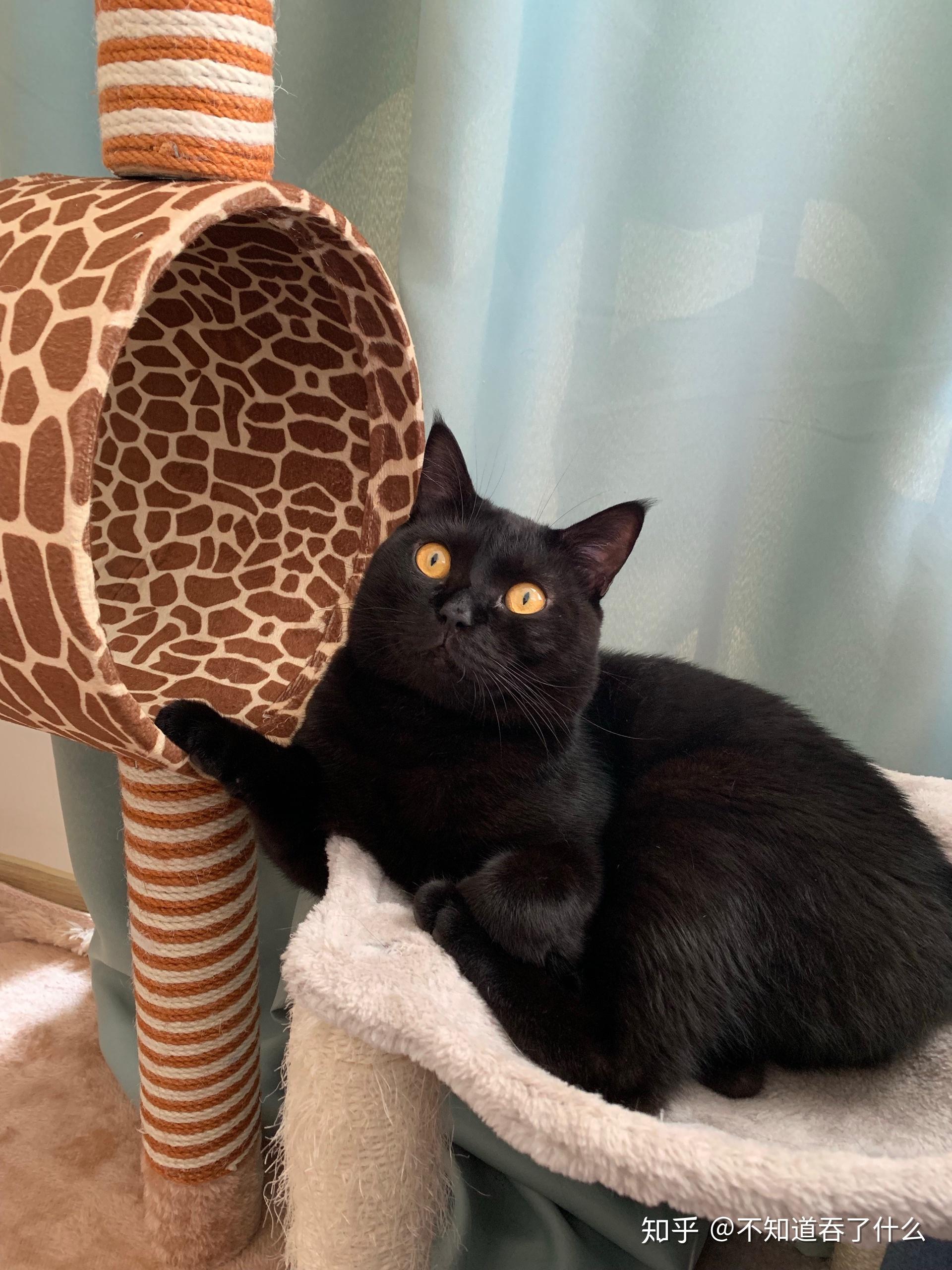 四个月英短黑猫越看越丑怎么办