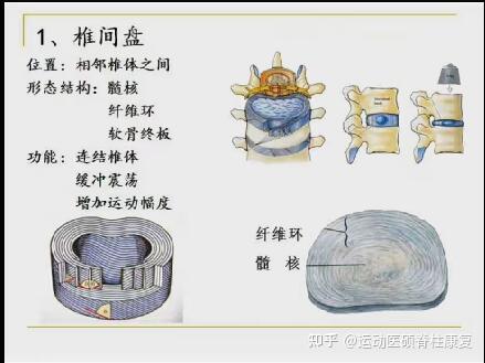 腰椎间盘突出微创解剖分析二