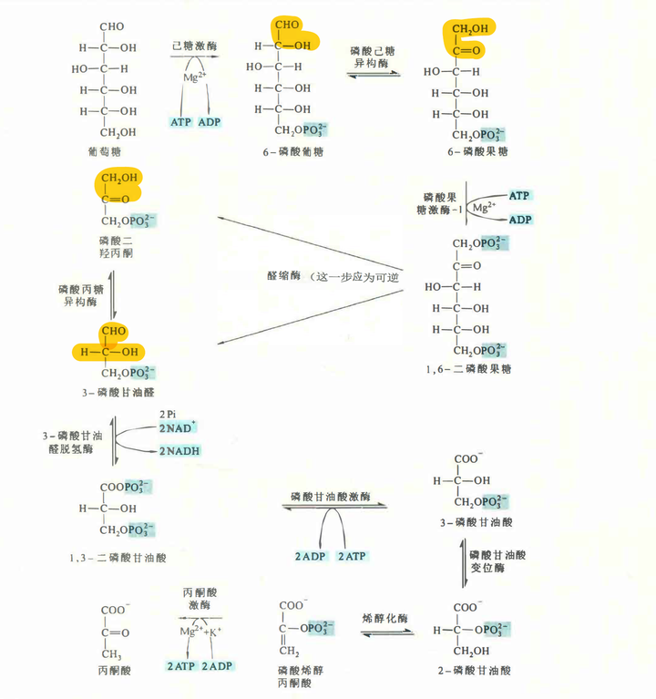 糖酵解 Glycolysis 上篇 - 知乎