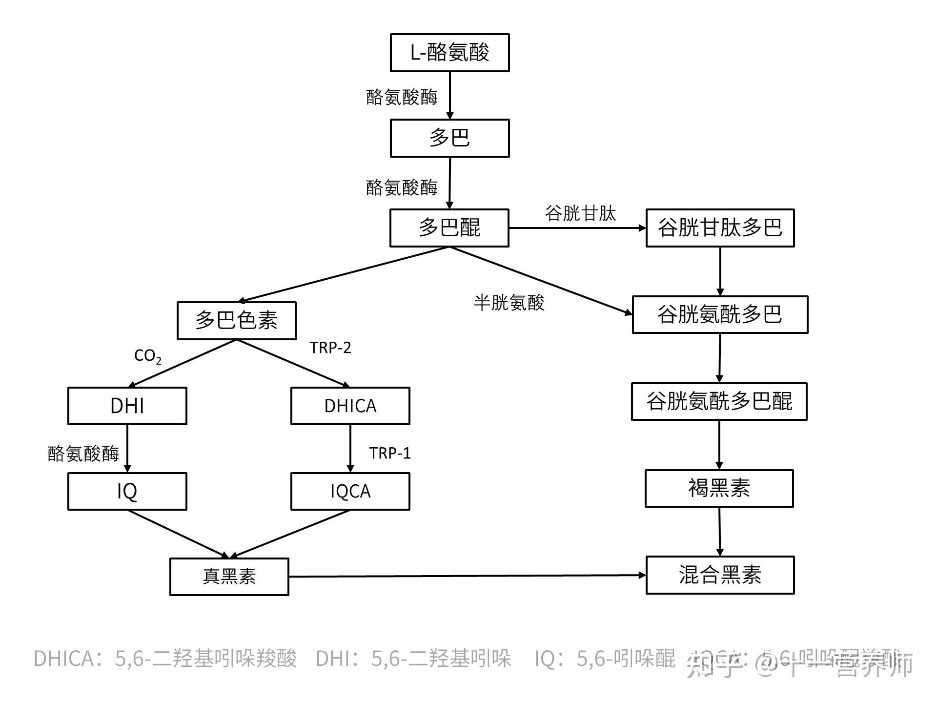 「黑色素」是什么，它是怎样合成的？ 知乎