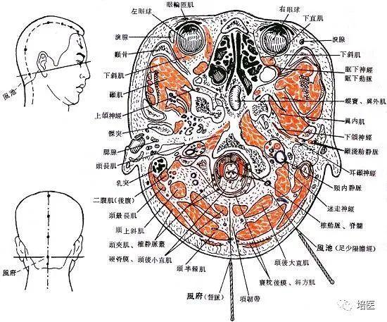 穴位位置示意图：风池、风府、风门、风市 - 知乎