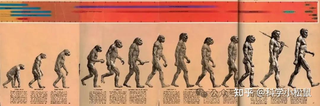 人类起源重大突破:280万年前两个人类祖先物种并存证据被发现 - 知乎