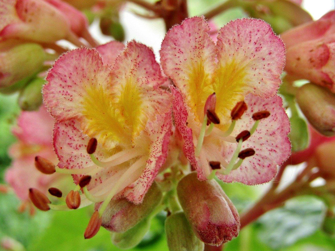 3. 金花茶种子市价