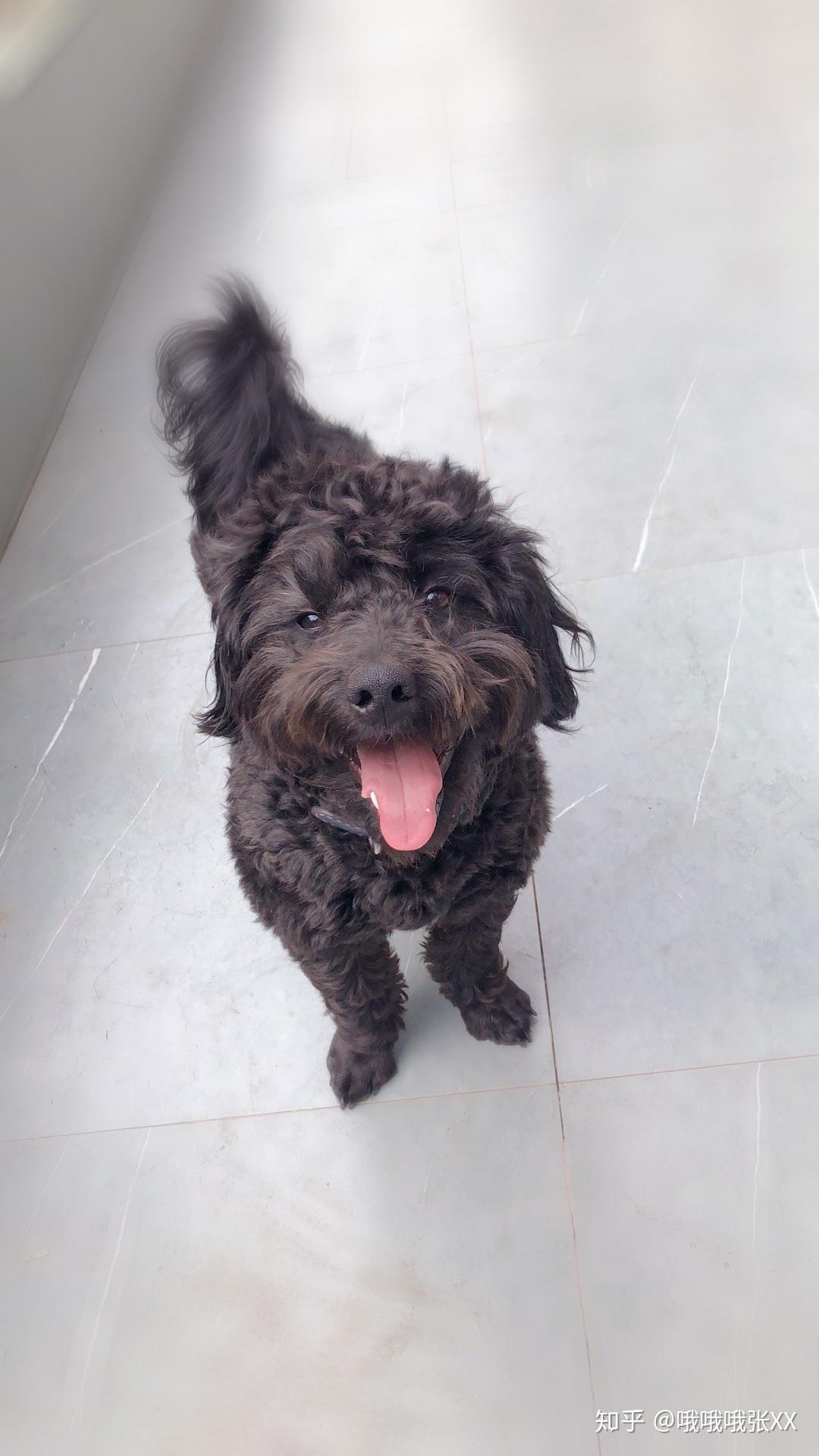 能让我看看大家的狗有多可爱吗