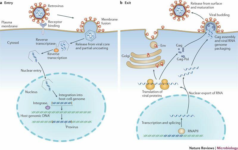 单链dnarna病毒正负链与对应繁殖方式是怎样的