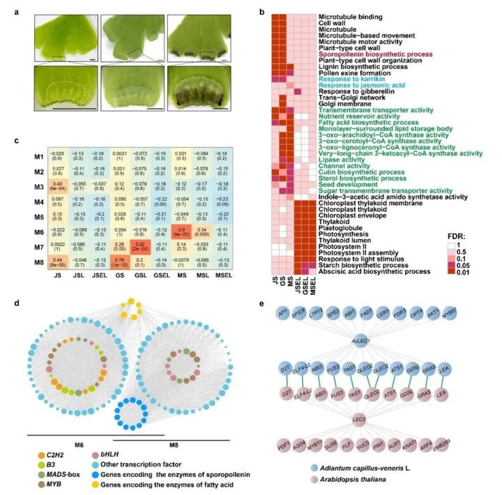 Nature Plants封面论文 | 中国农科院基因组所破译铁线蕨基因组,揭示真叶植物起源和茉莉素进化等的分子机制 - 知乎