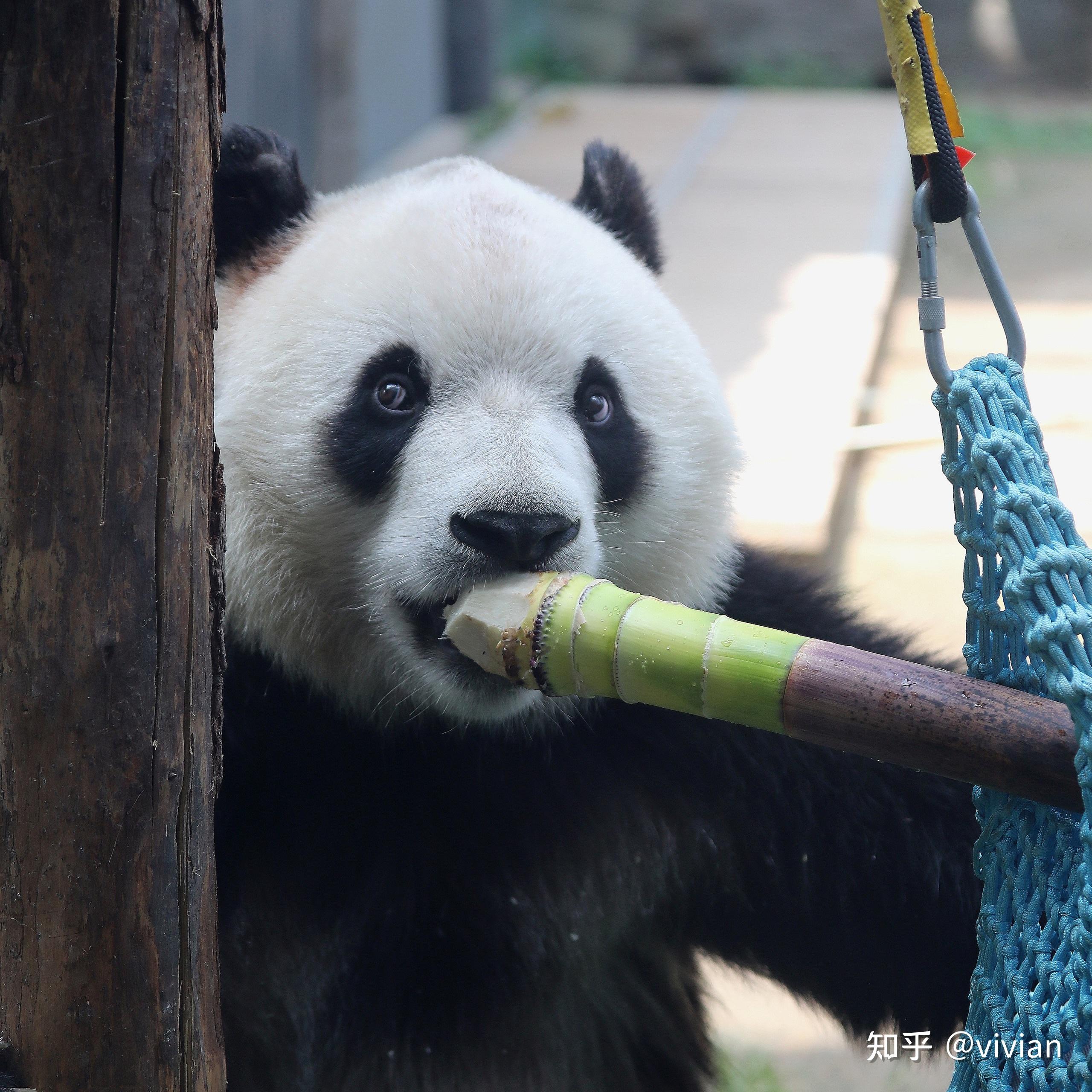 如何评价熊猫胖大海