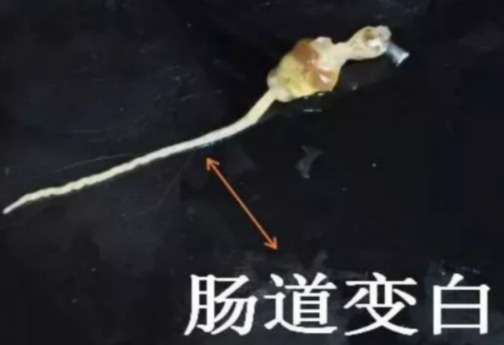 弧菌病图片