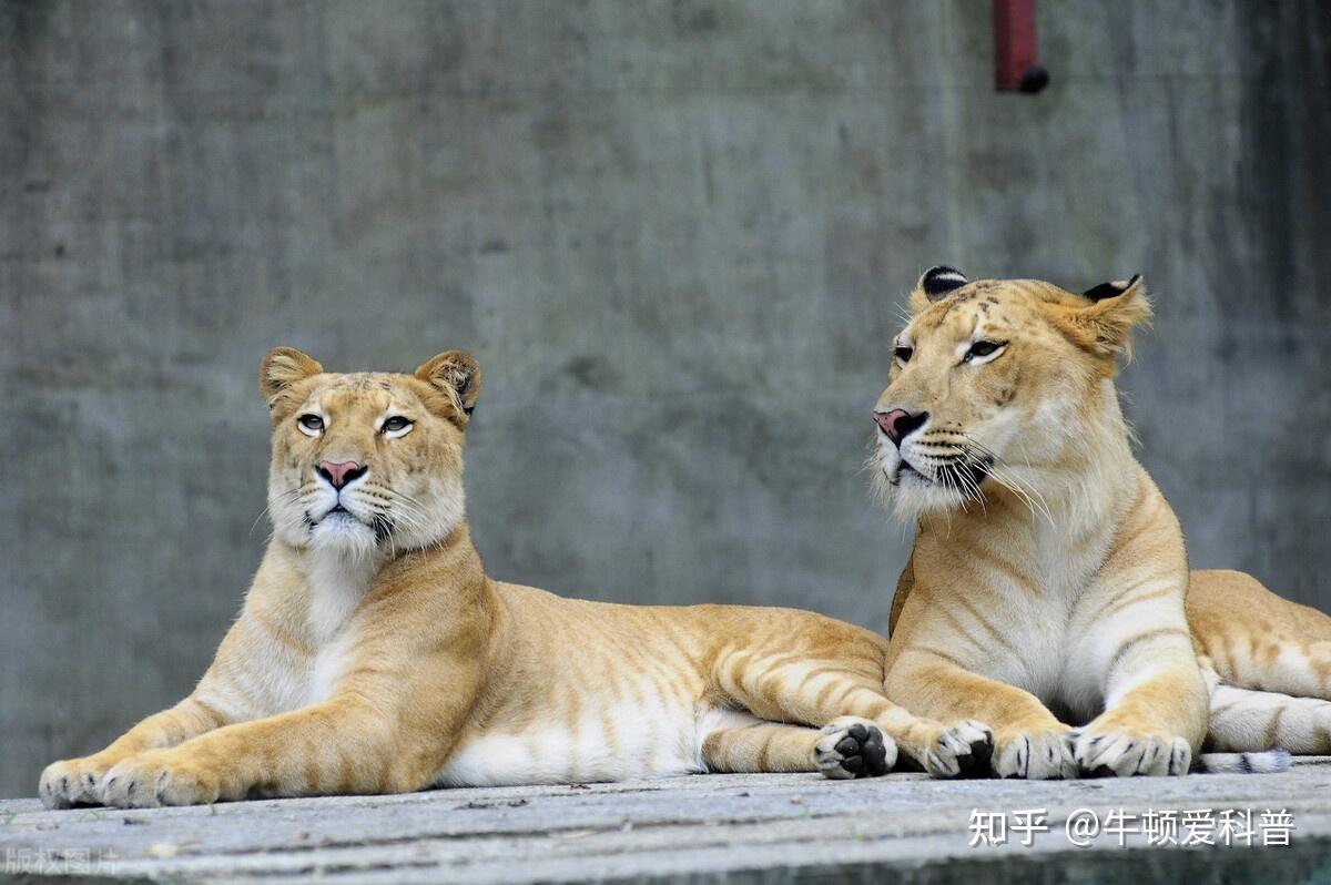 狮虎兽和虎狮兽打架谁厉害