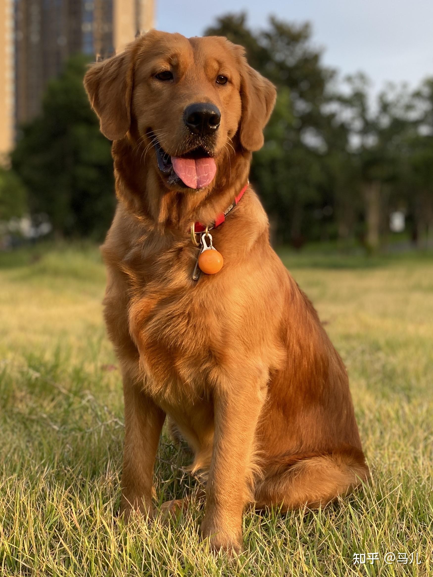 为什么我三个月的小金毛耳朵是卷毛? - 知乎