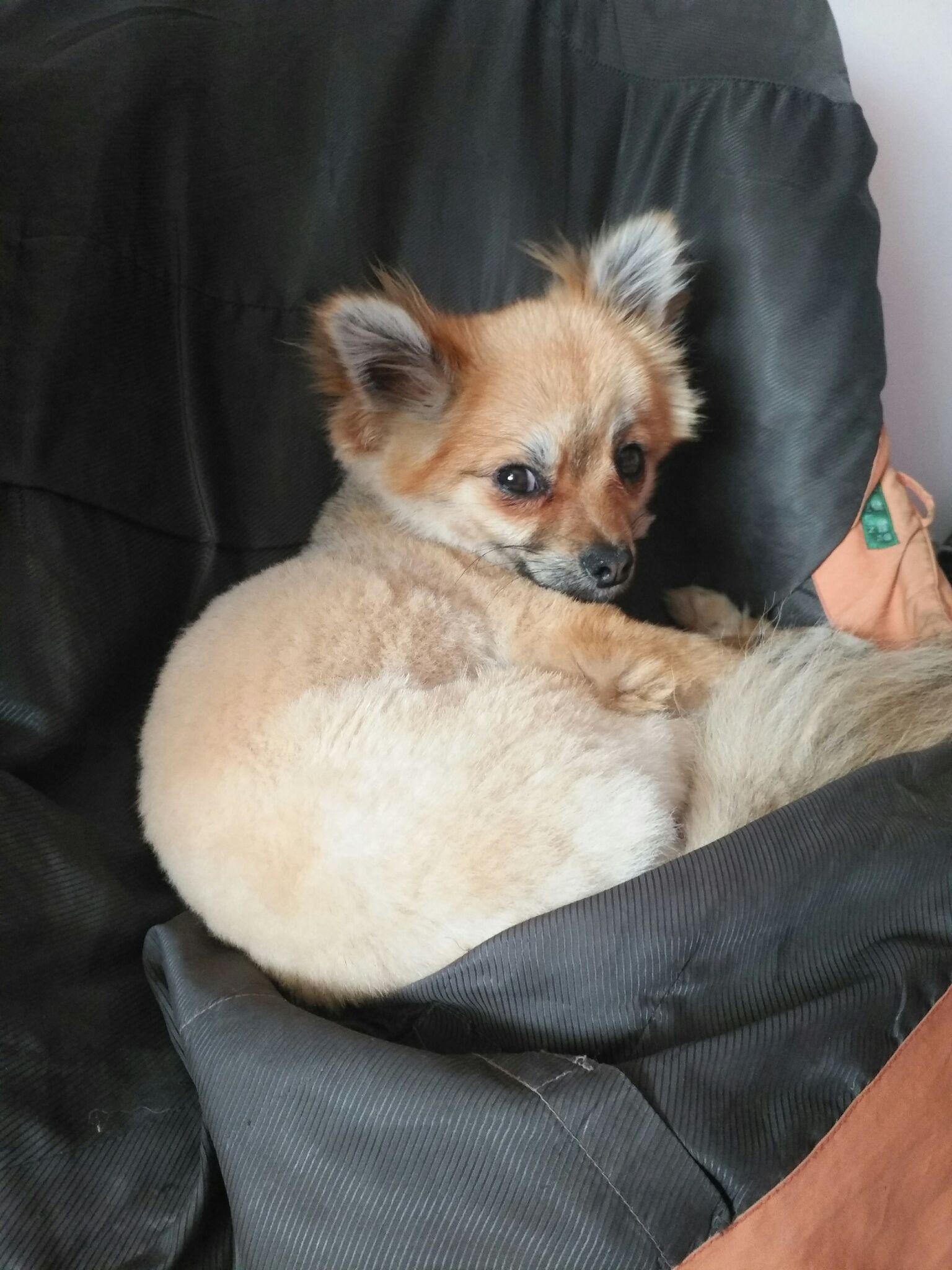 你见过最好看的串串狗是什么样子