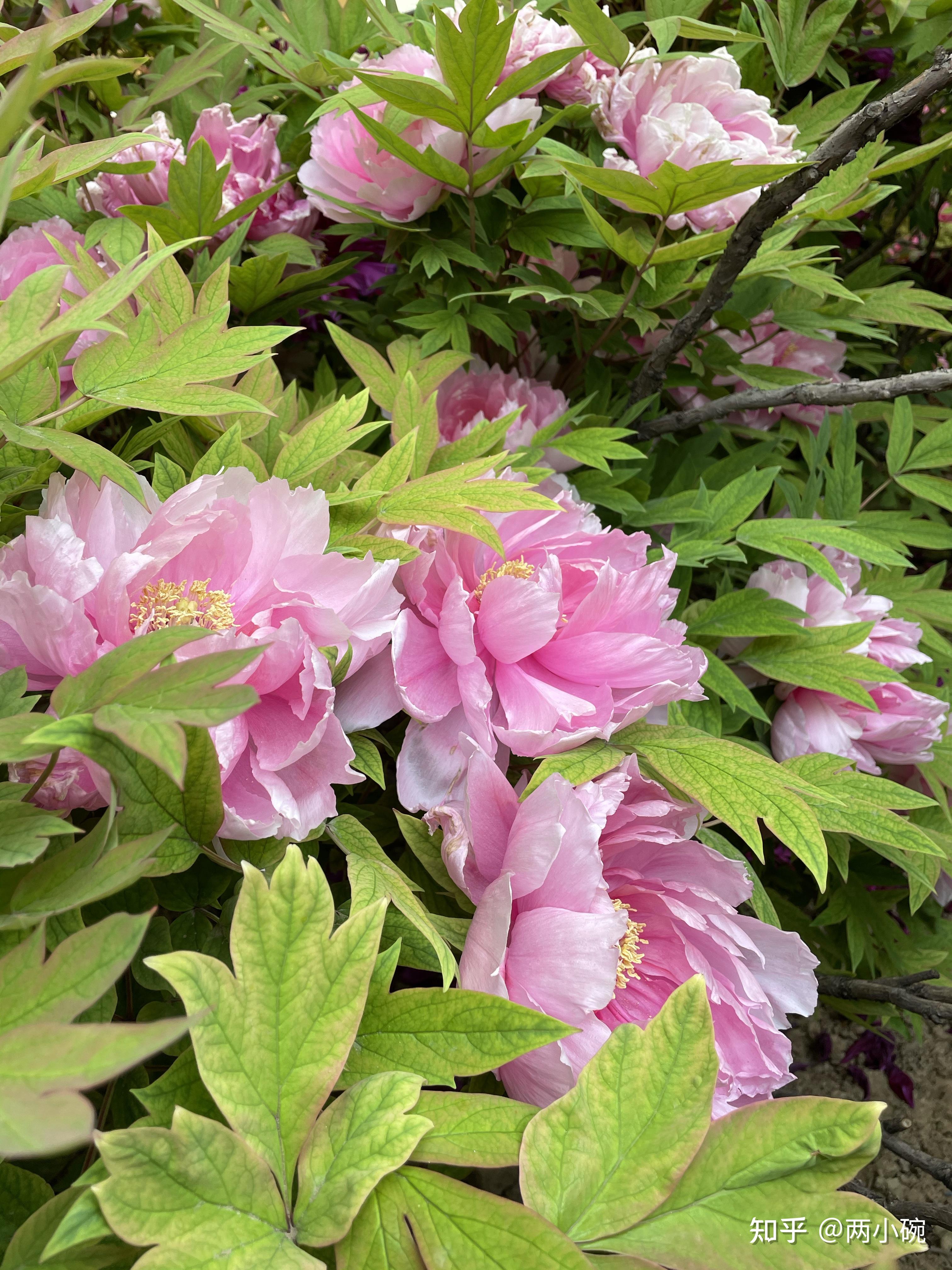 你镜头下「洛阳三月花如锦」的景象是怎样的?