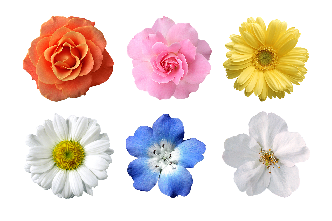 母亲节的礼物:一封感恩信