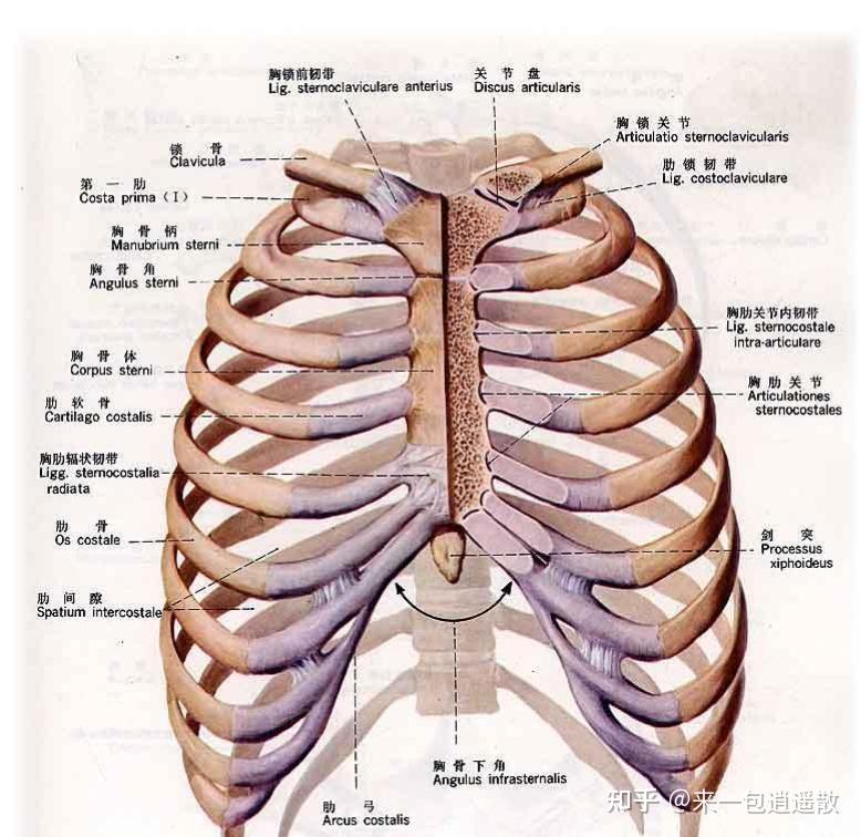 第三肋骨和胸骨关节错位,该怎么弄? - 知乎