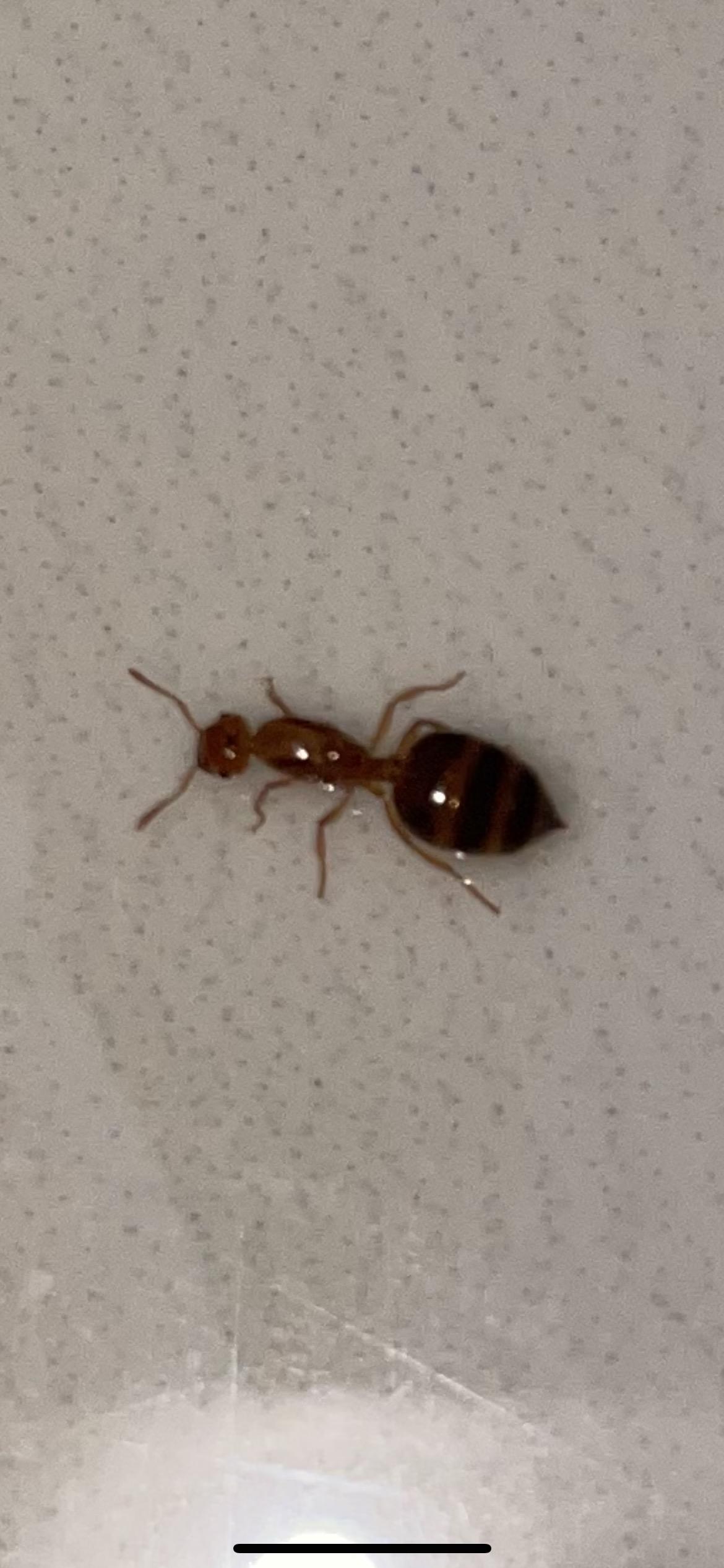 如何去除家中的小红蚂蚁