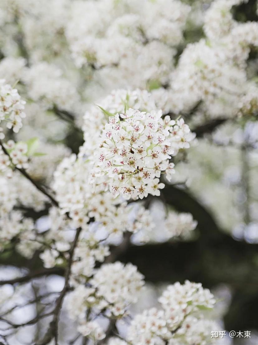 自然小札·梨花 | 一树梨花,一树月光 - 知乎