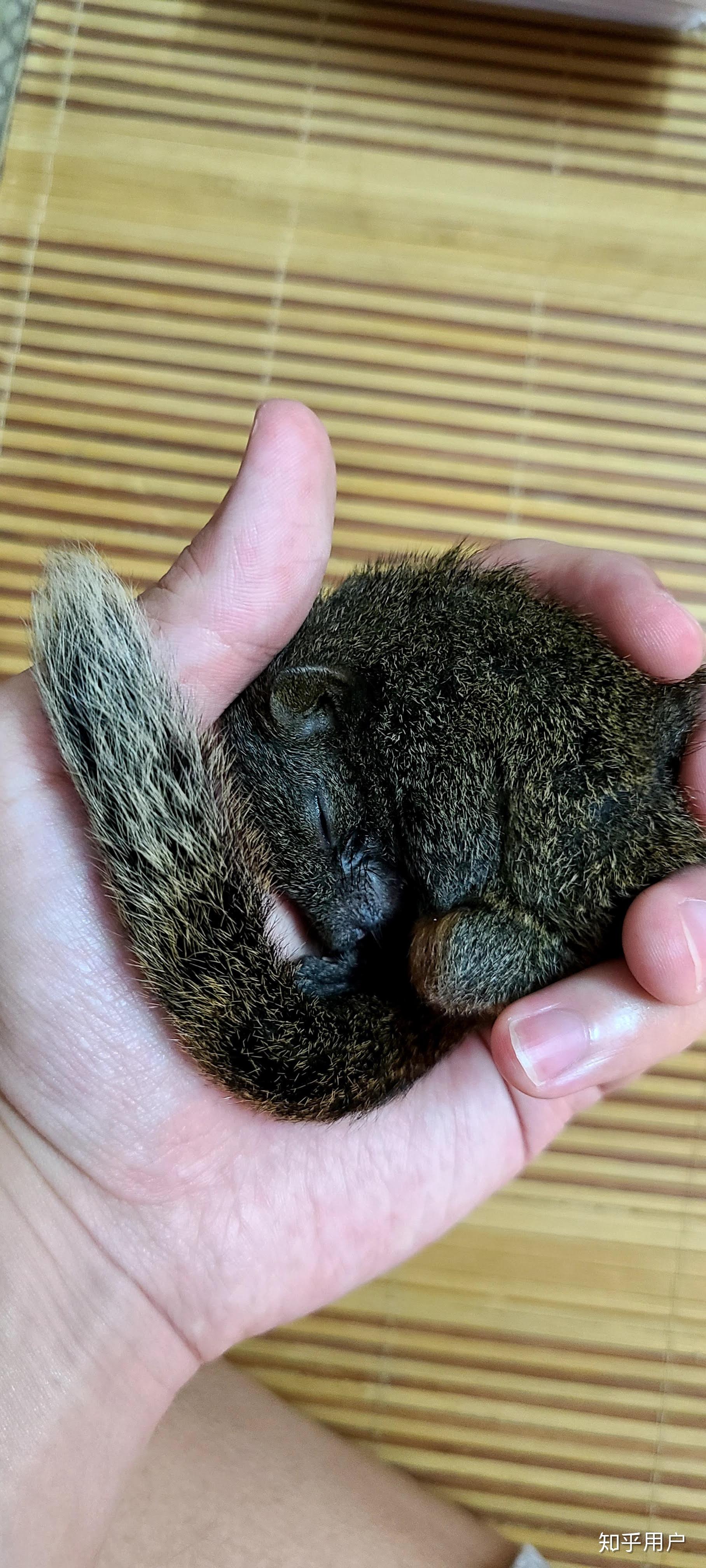 如何飼養松鼠幼崽