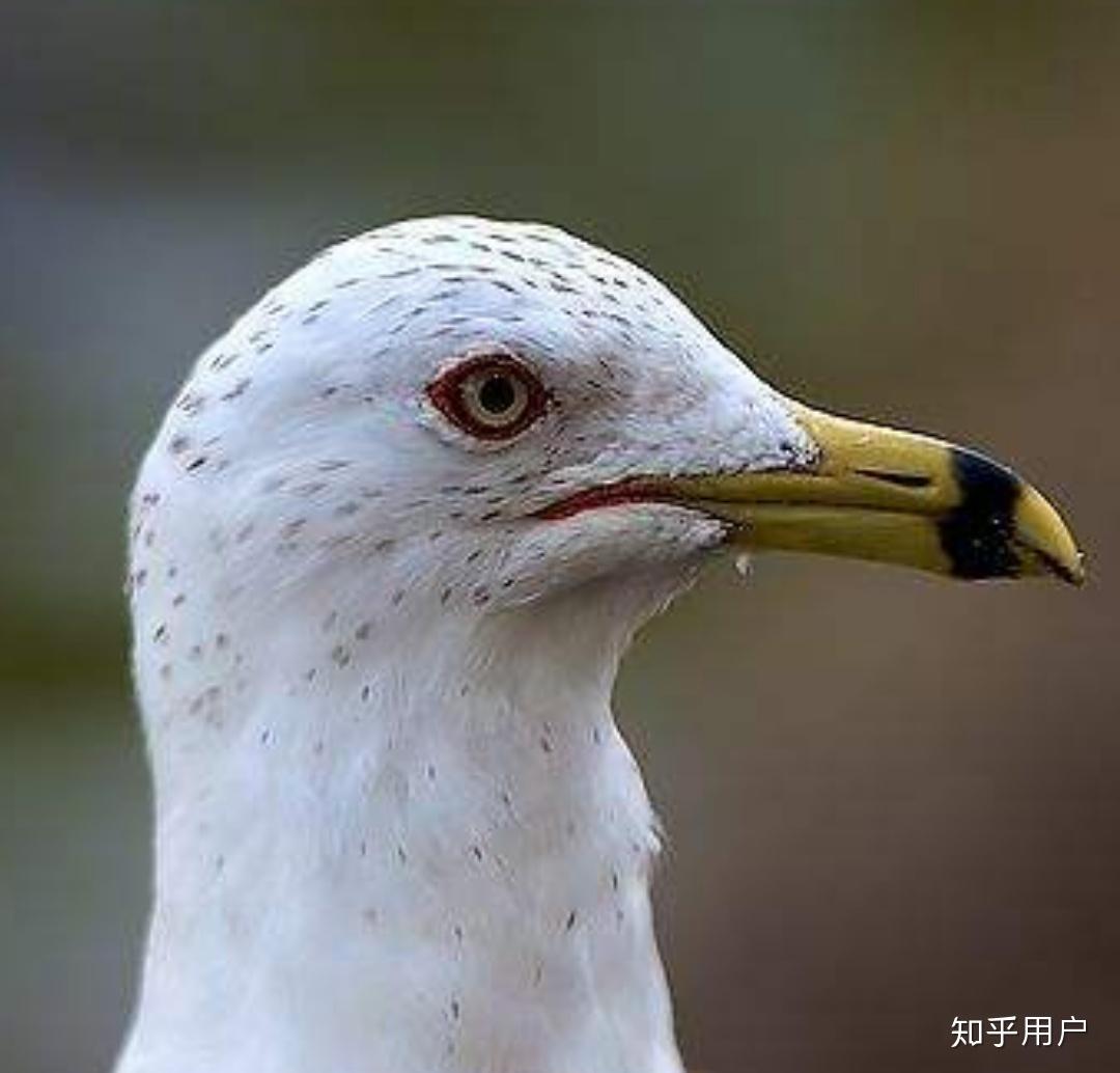 为什么鸟的鼻孔长在角质喙上