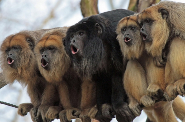 怎么看待山魈猴群