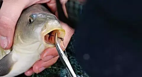 鱼刺卡在喉咙里会不会被分解掉啊