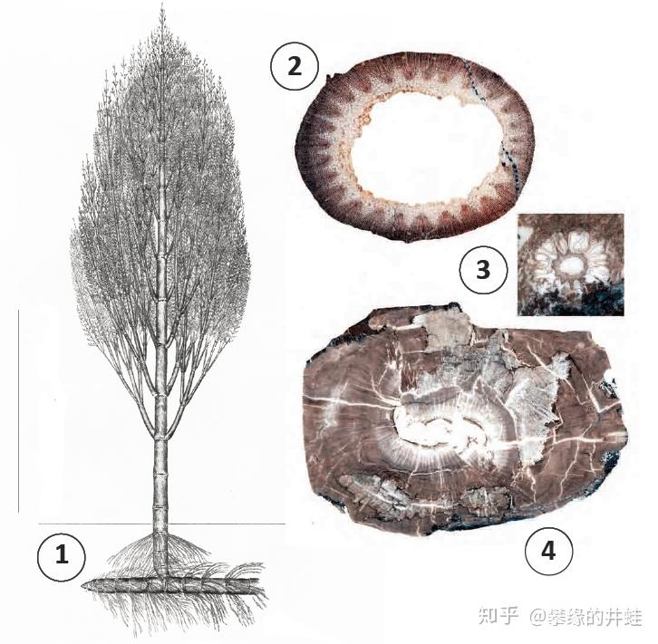 【地球演义】绿之巨人传5:残躯 - 知乎