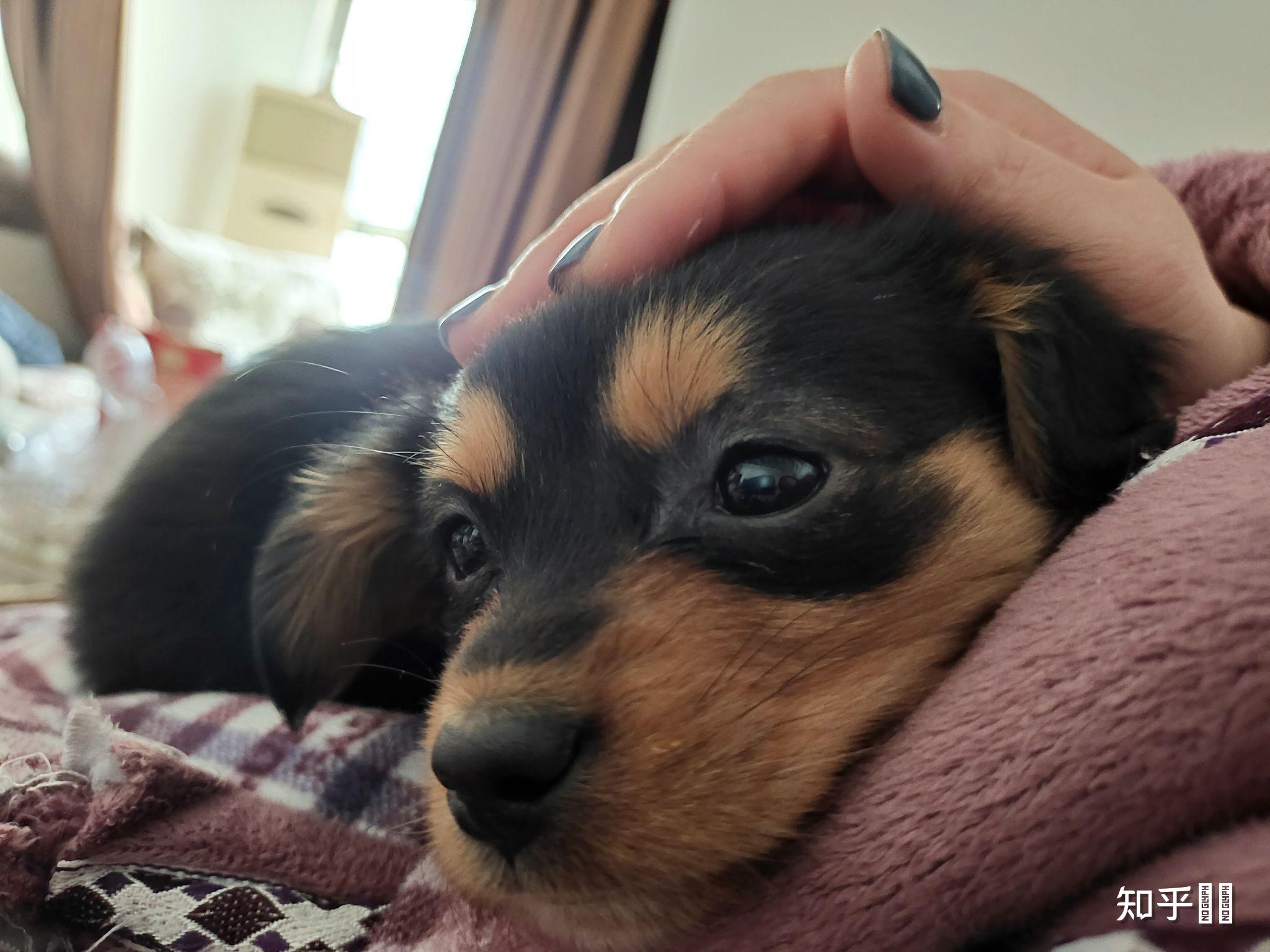 四眼黑土狗为什么那么贵呢?