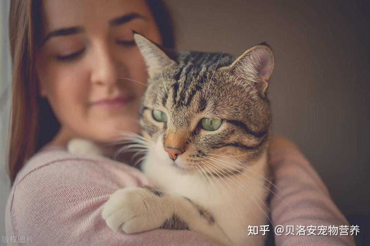 掌握正确的抱猫姿势,让你和猫咪更亲近! - 知乎
