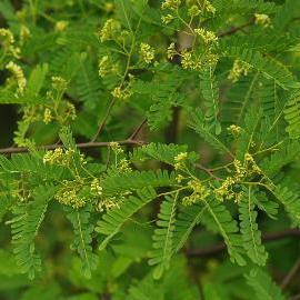 简介黄檀(dalbergia hupeana hance),别名不知春,望水檀,檀树,檀木