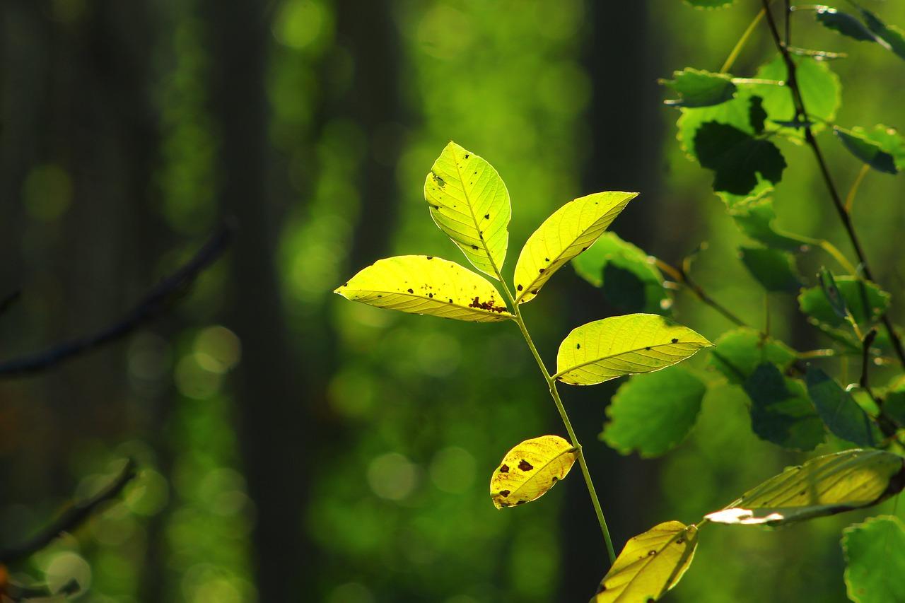 如何让植物叶子油亮