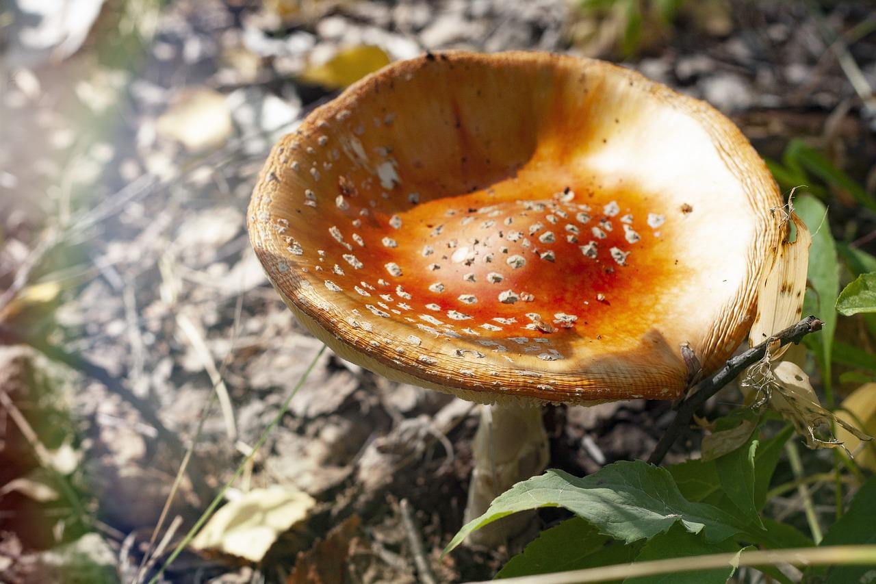 3. 禁忌观赏毒花卉