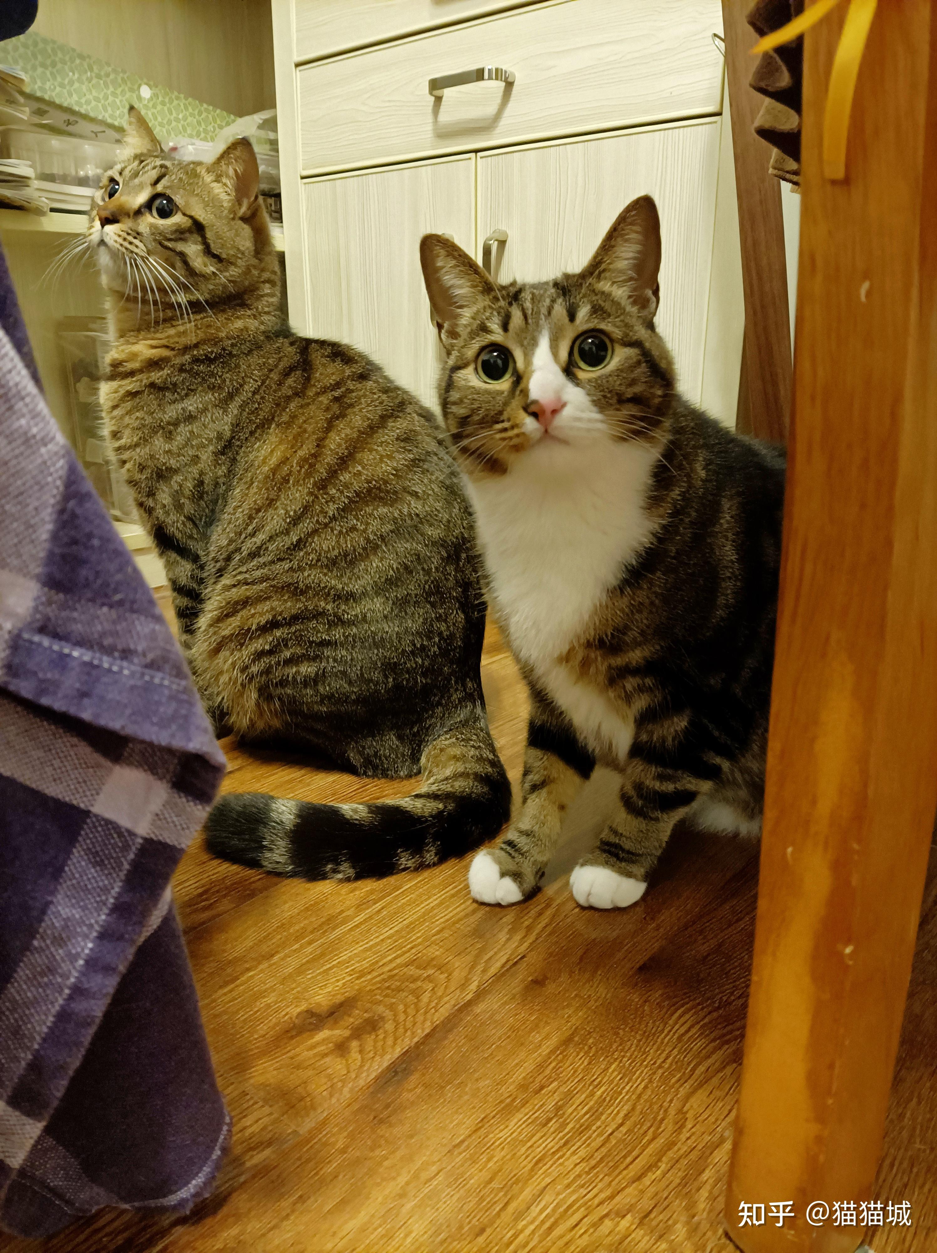 当铲屎官和猫猫玩「躲猫猫」的时候,猫可能的感受是什么? - 知乎