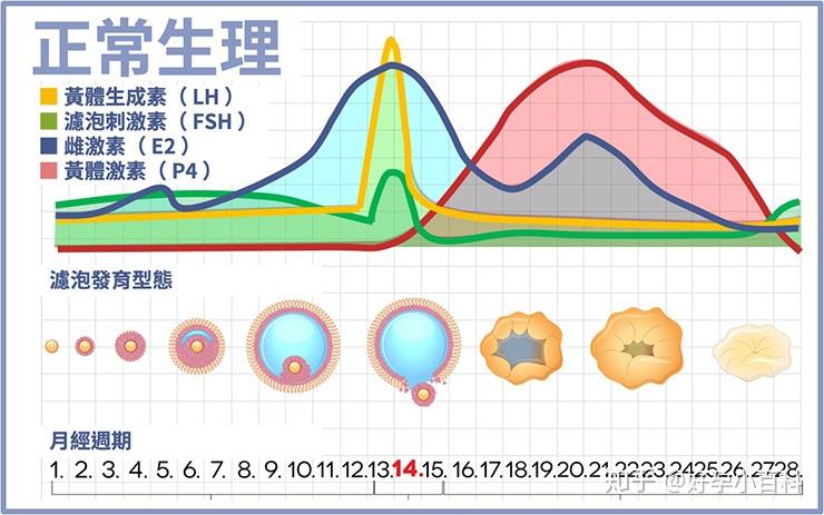 性激素六項中的fsh和lh分別代表什麼