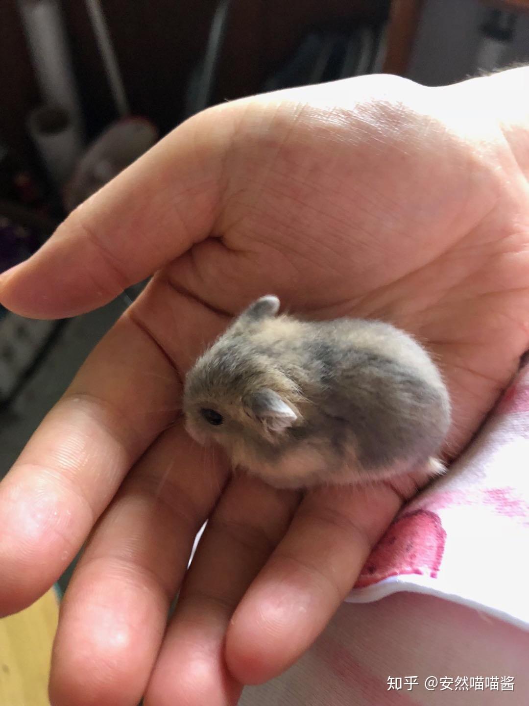 请问这是什么品种的仓鼠三线鼠吗