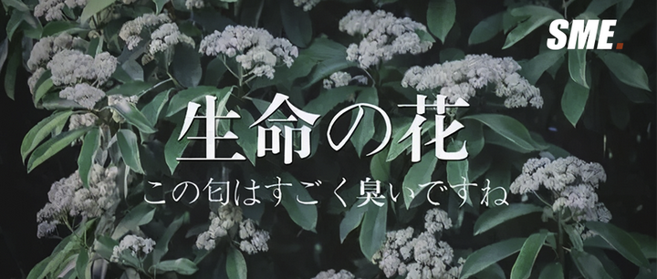 明知道石楠花的味道令人尴尬 为什么我们还那么爱种它 知乎