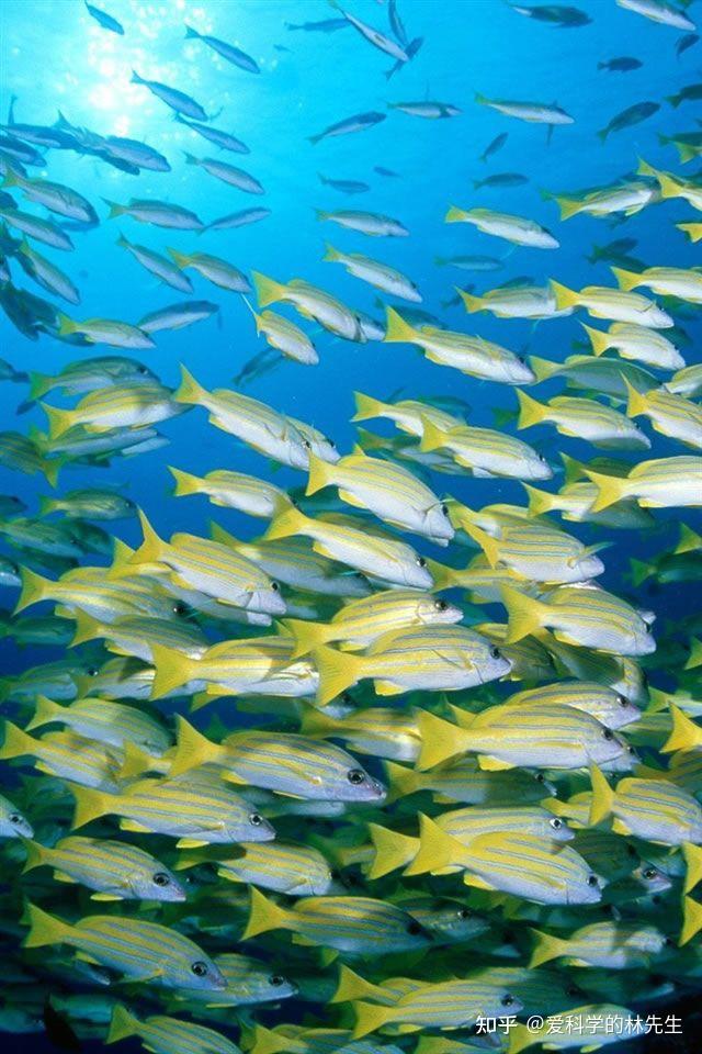 鱼类适应于水生生活的特点有哪些? - 知乎