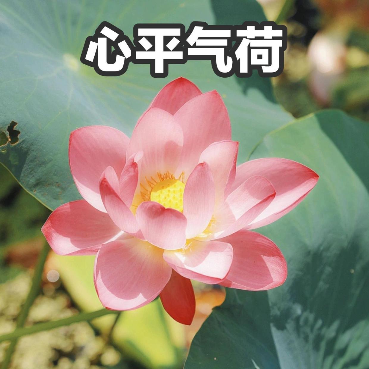 为什么很多中年妇女喜欢用荷花/莲花/荷塘图片做头像?