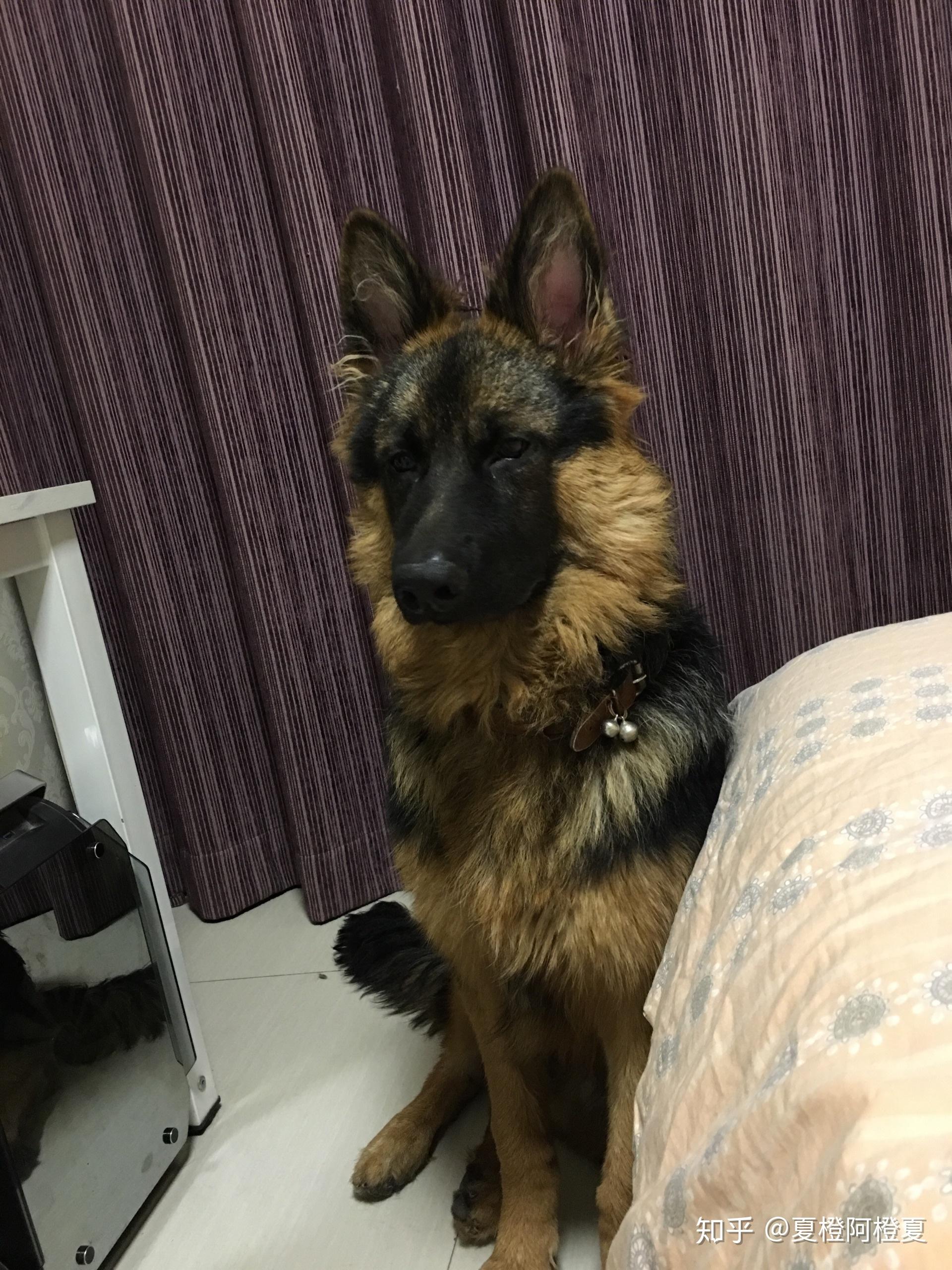 非常非常非常喜欢德牧求分享你们养的德牧照片