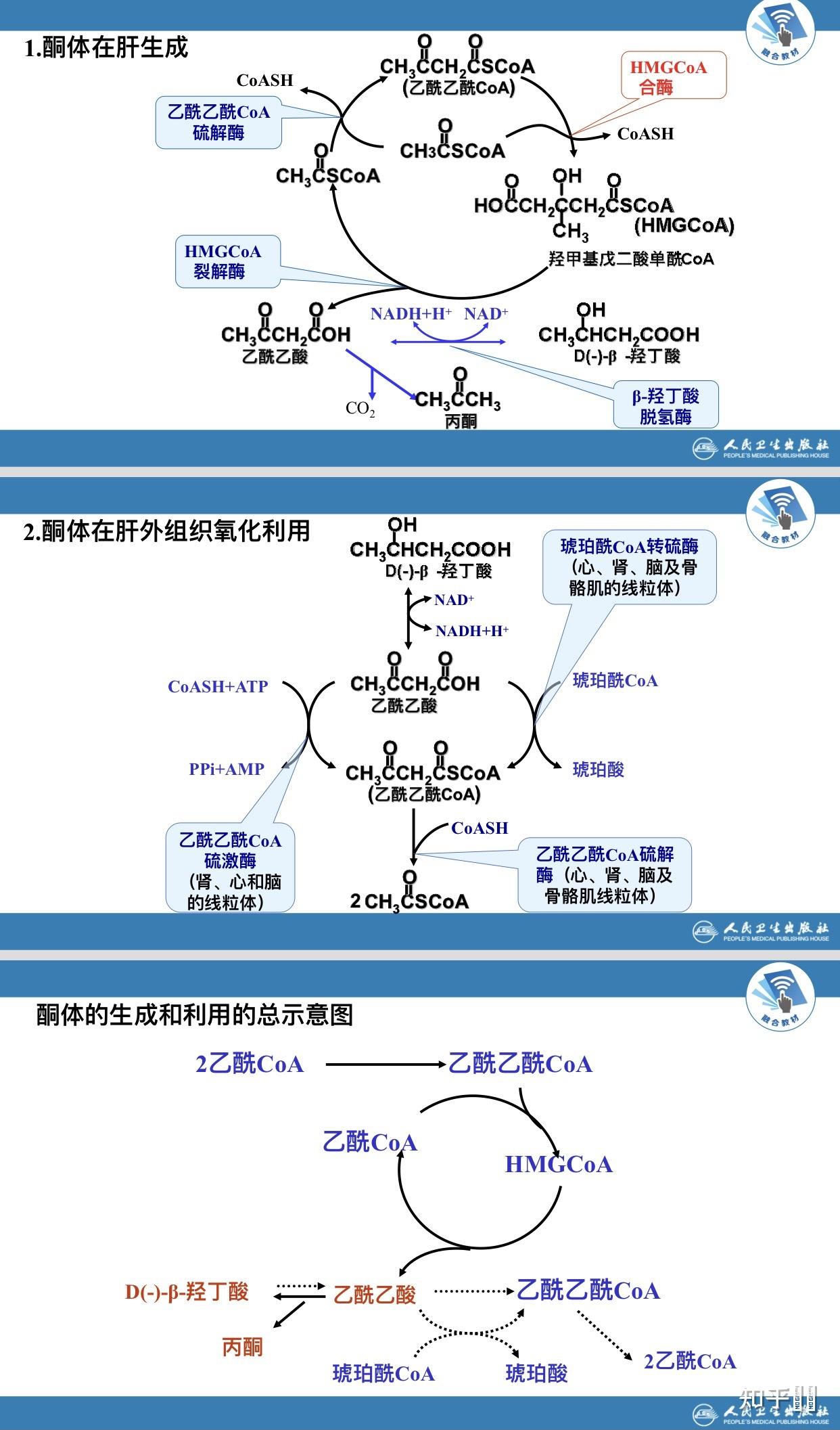 人体的脂质代谢是怎么个流程? - 知乎