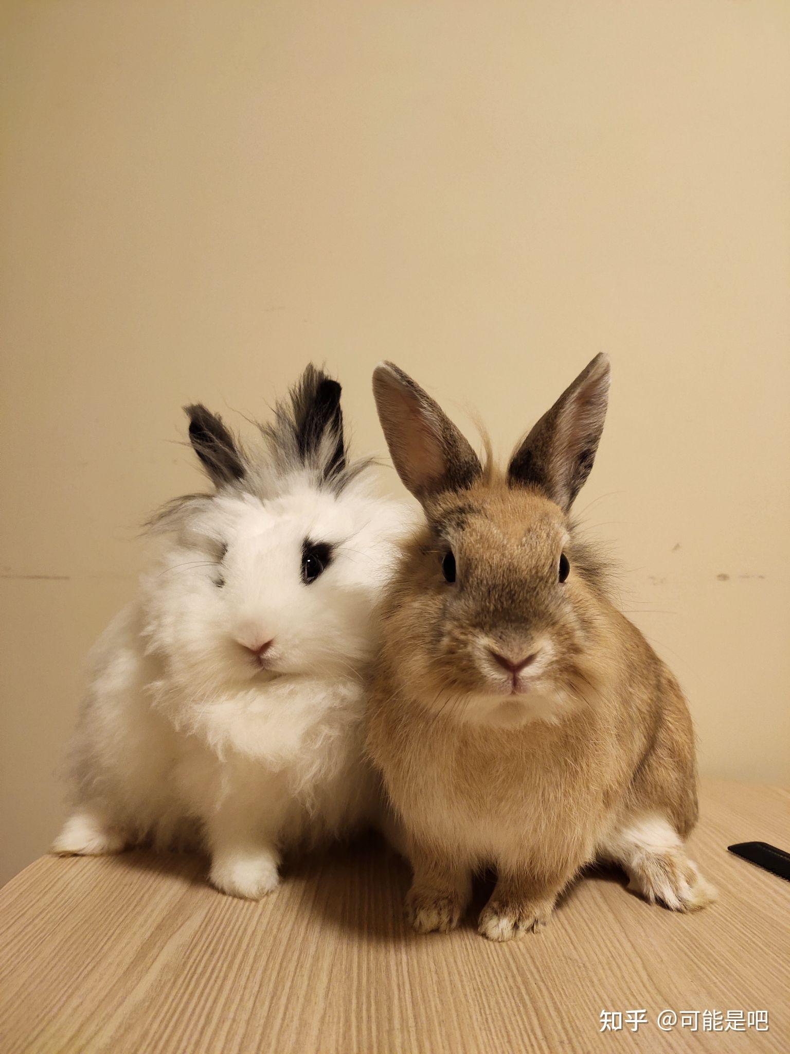 兔子之间是怎么玩耍的?