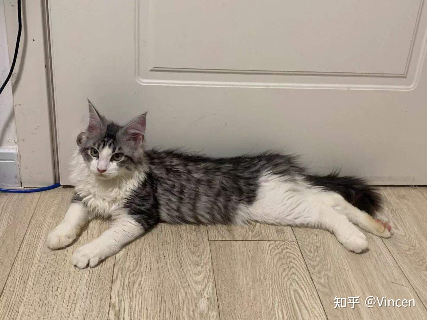 好看的银虎斑加白缅因猫长什么样? - 知乎