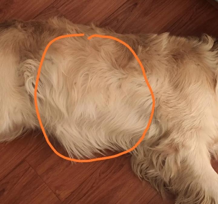 狗狗肝腹水的原因狗狗肝腹水该怎么办