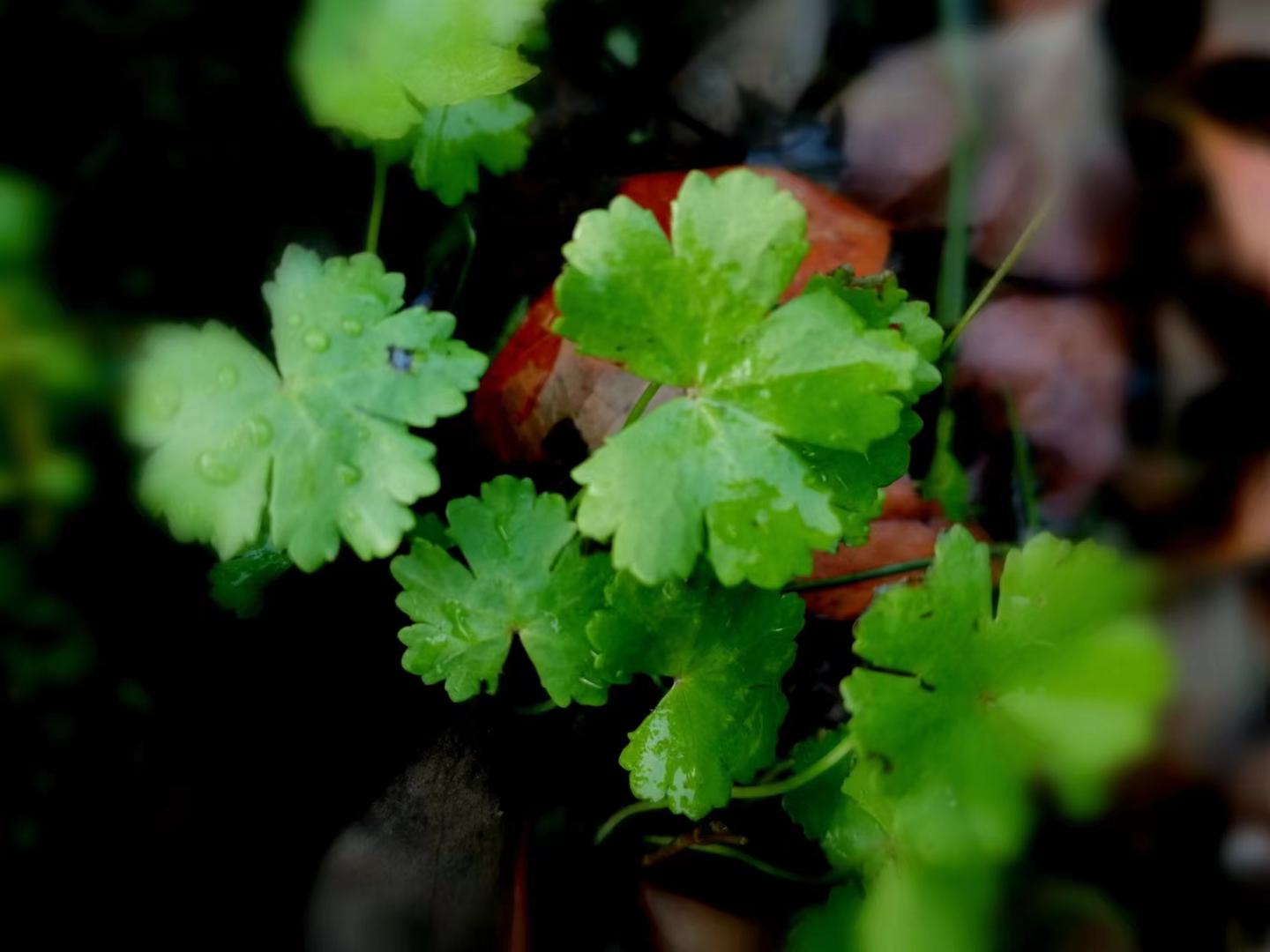 鄂西天胡荽-神农架植物-图片