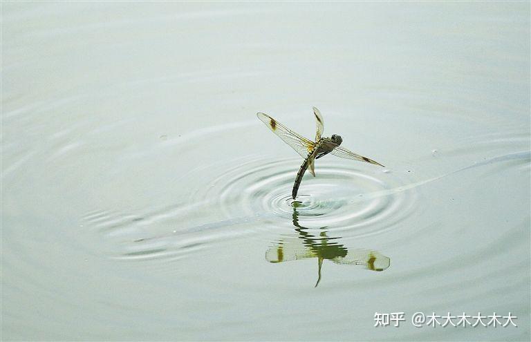 當孩子問蜻蜓為什麼要點水怎麼回答比較好