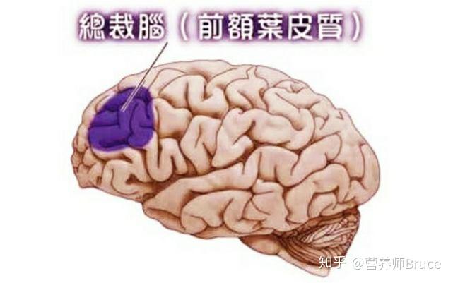 前额叶的功能是什么？ - 知乎