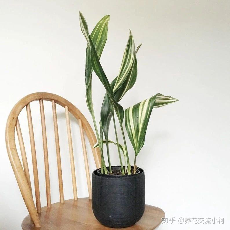 叶子斑斓的一叶兰你会喜欢么？这植物养室内真心好打理，耐阴耐旱 - 知乎