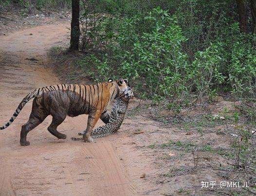 獵豹和老虎打架誰更厲害