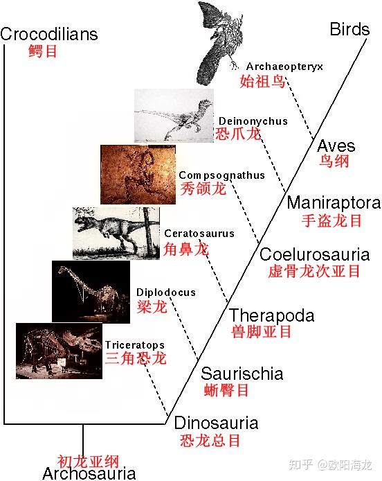 恐龙演化成鸟类的过程图片