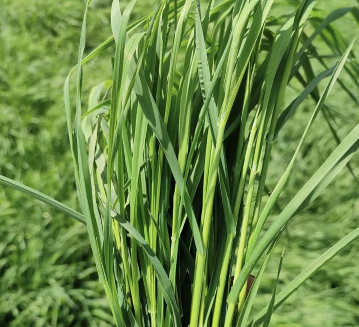 提摩西草种植与利用全攻略