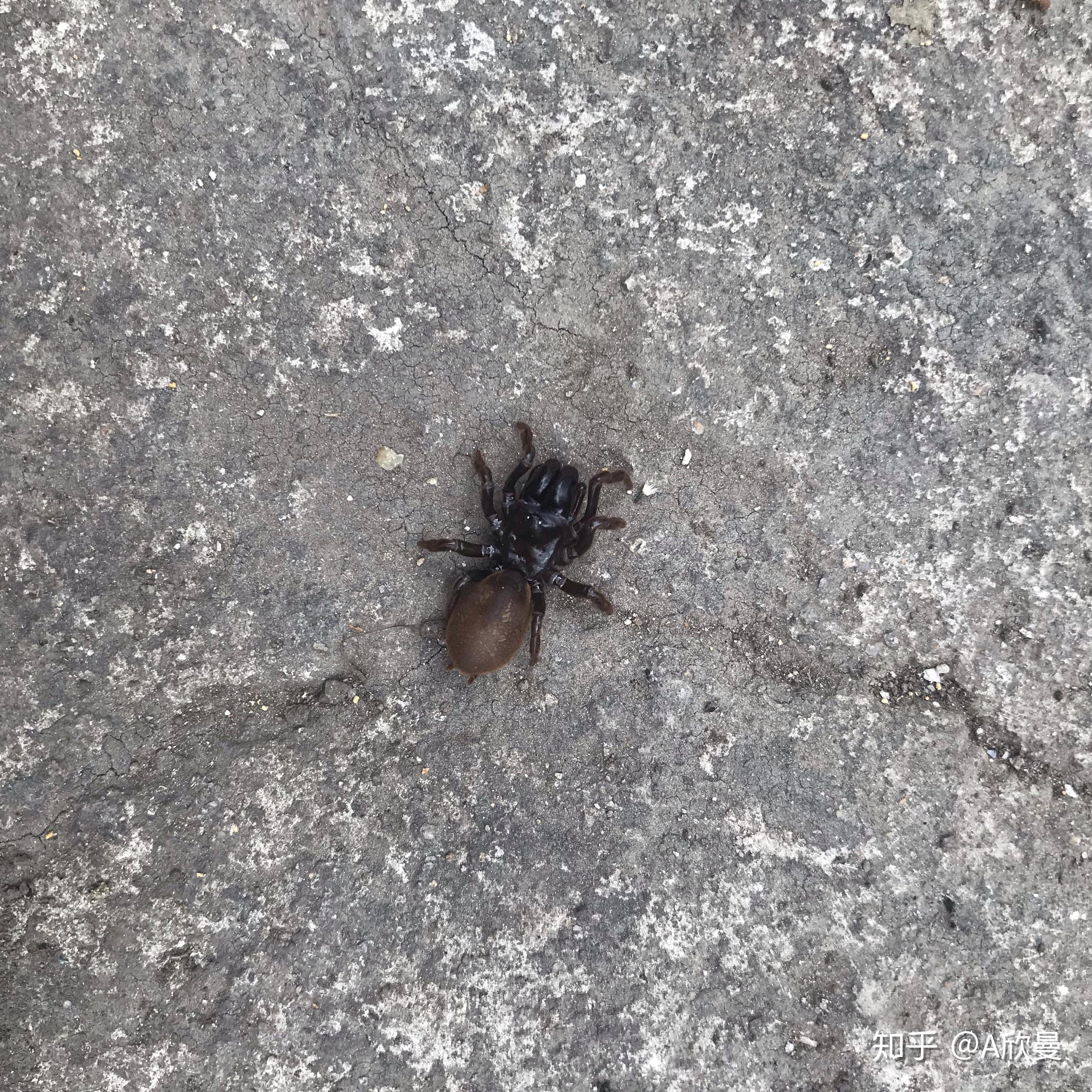 谁知道"口袋虫"是干什么用的? - 知乎